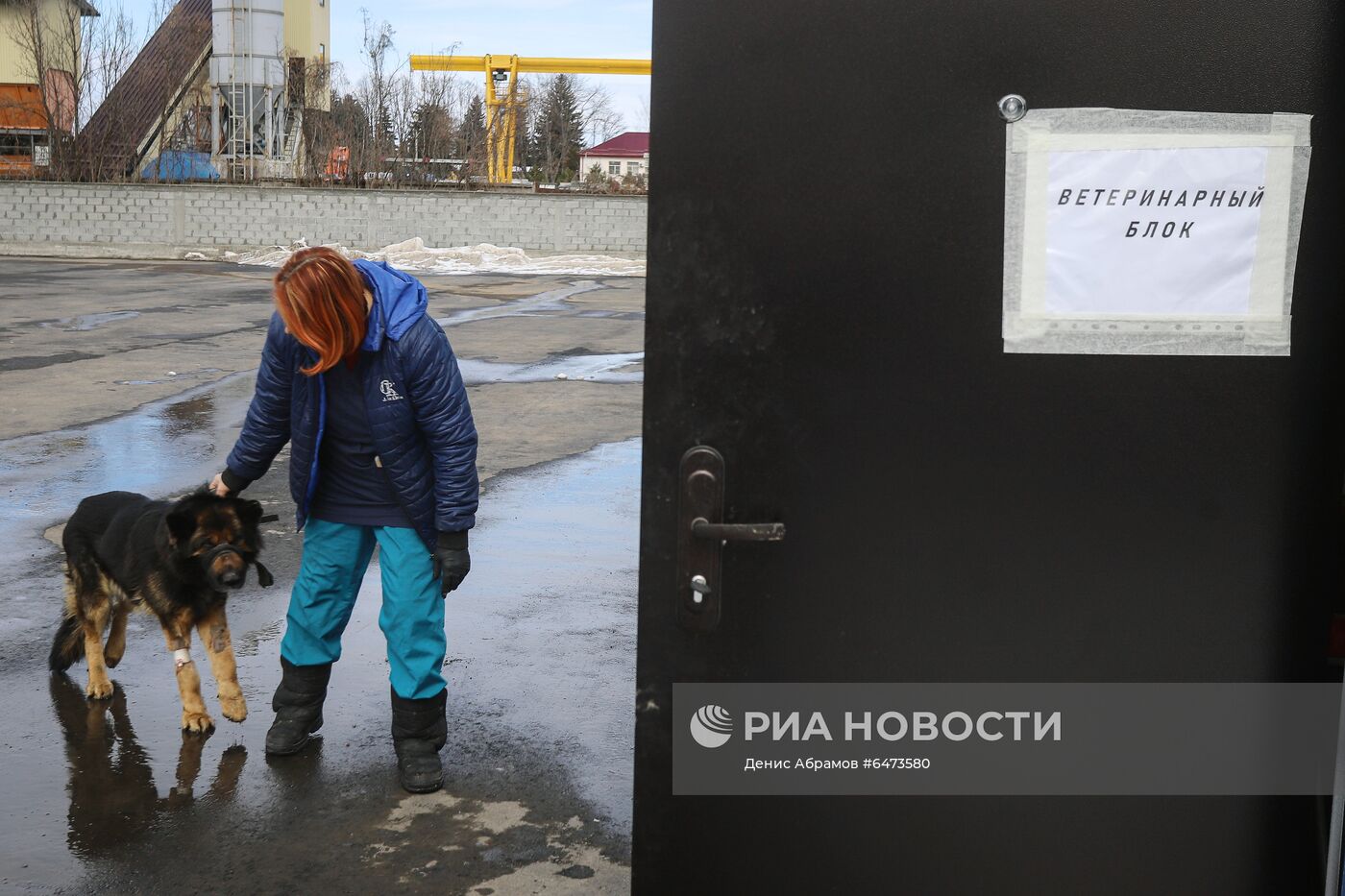 Отлов бездомных собак во Владикавказе