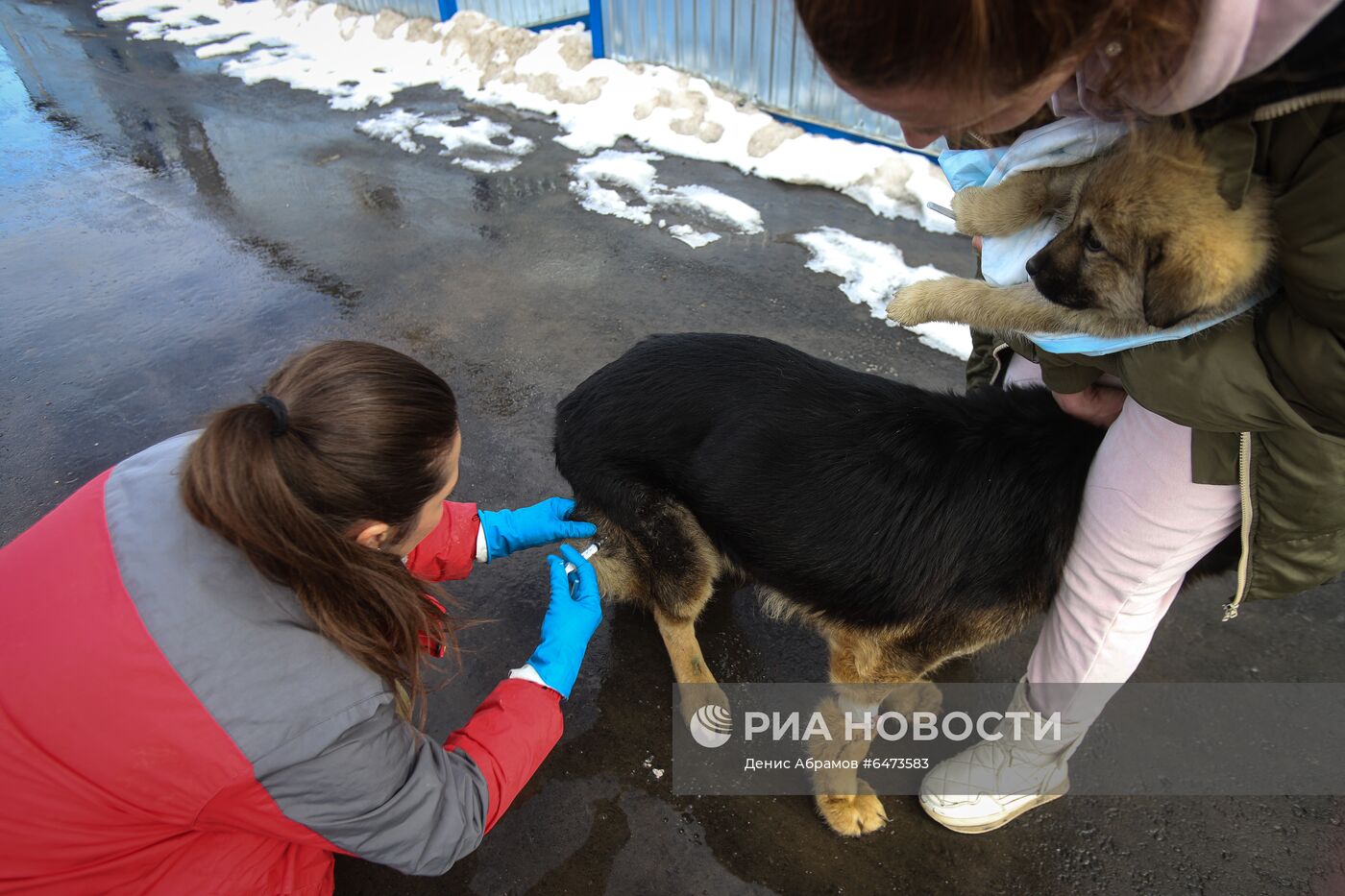 Отлов бездомных собак во Владикавказе