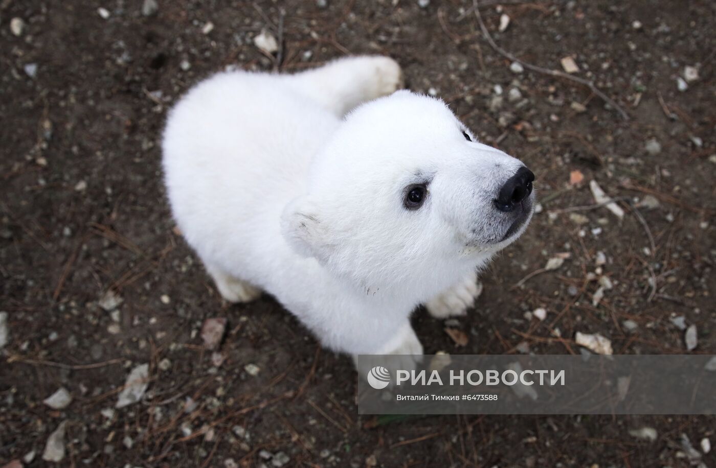 Белые медвежата в сафари-парке Геленджика