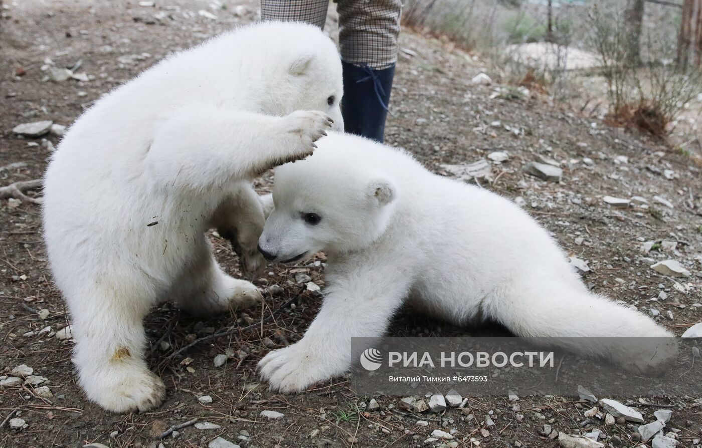 Белые медвежата в сафари-парке Геленджика