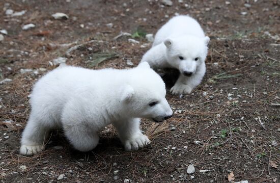 Белые медвежата в сафари-парке Геленджика