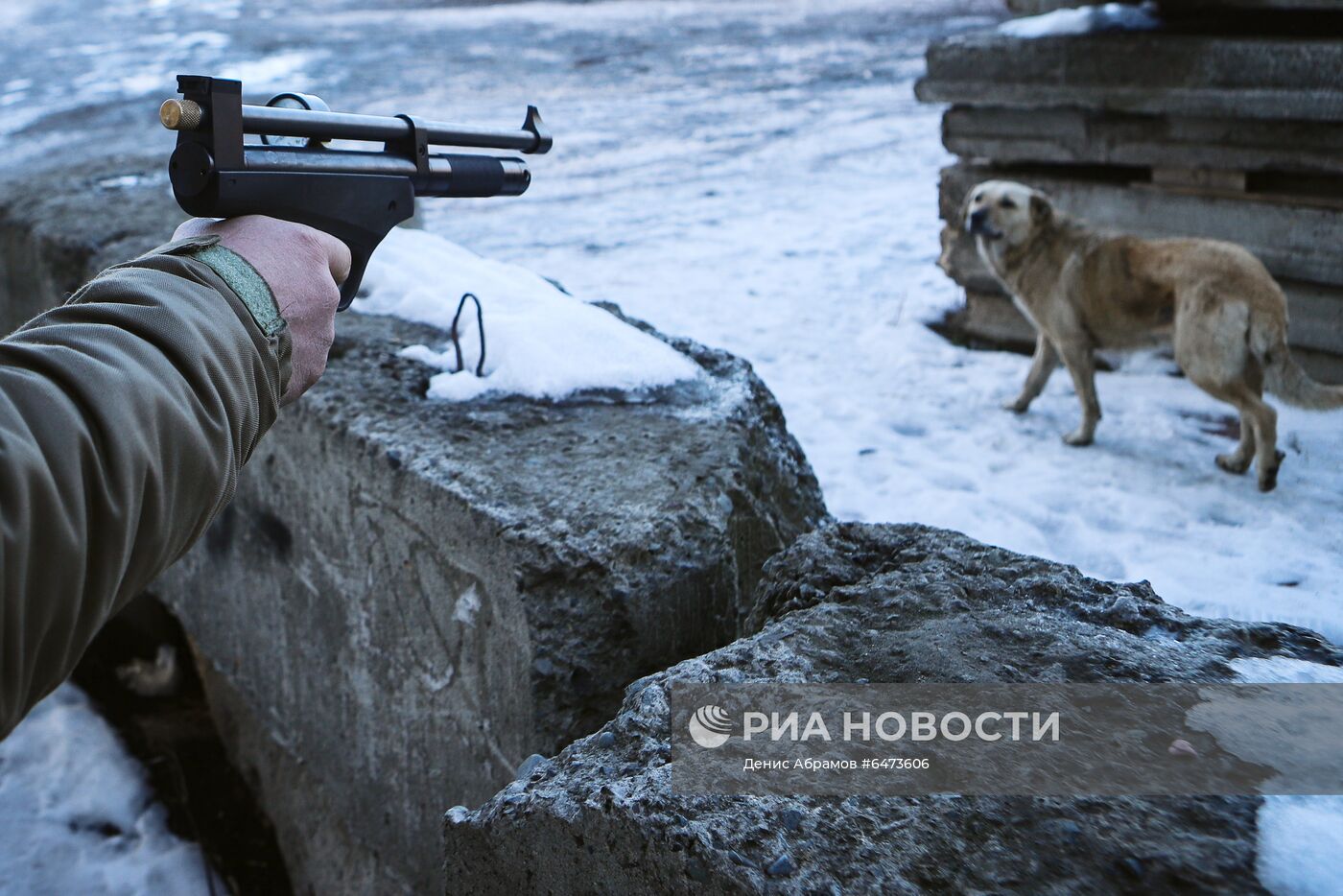 Отлов бездомных собак во Владикавказе