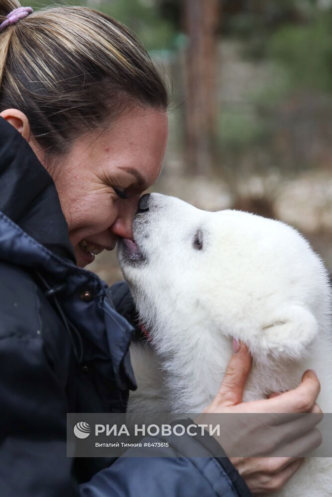 Белые медвежата в сафари-парке Геленджика