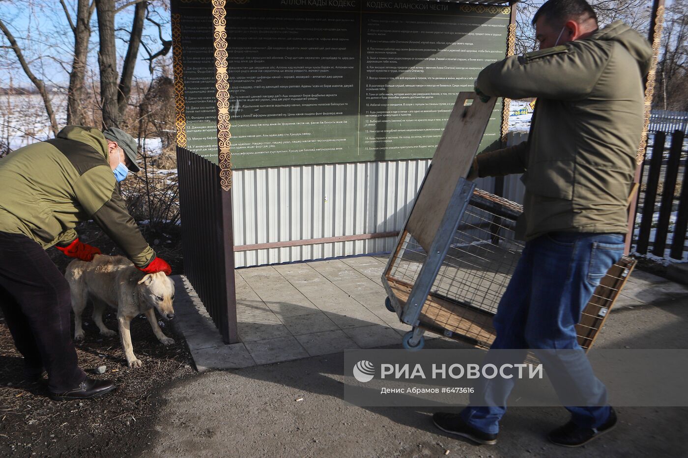 Отлов бездомных собак во Владикавказе | РИА Новости Медиабанк