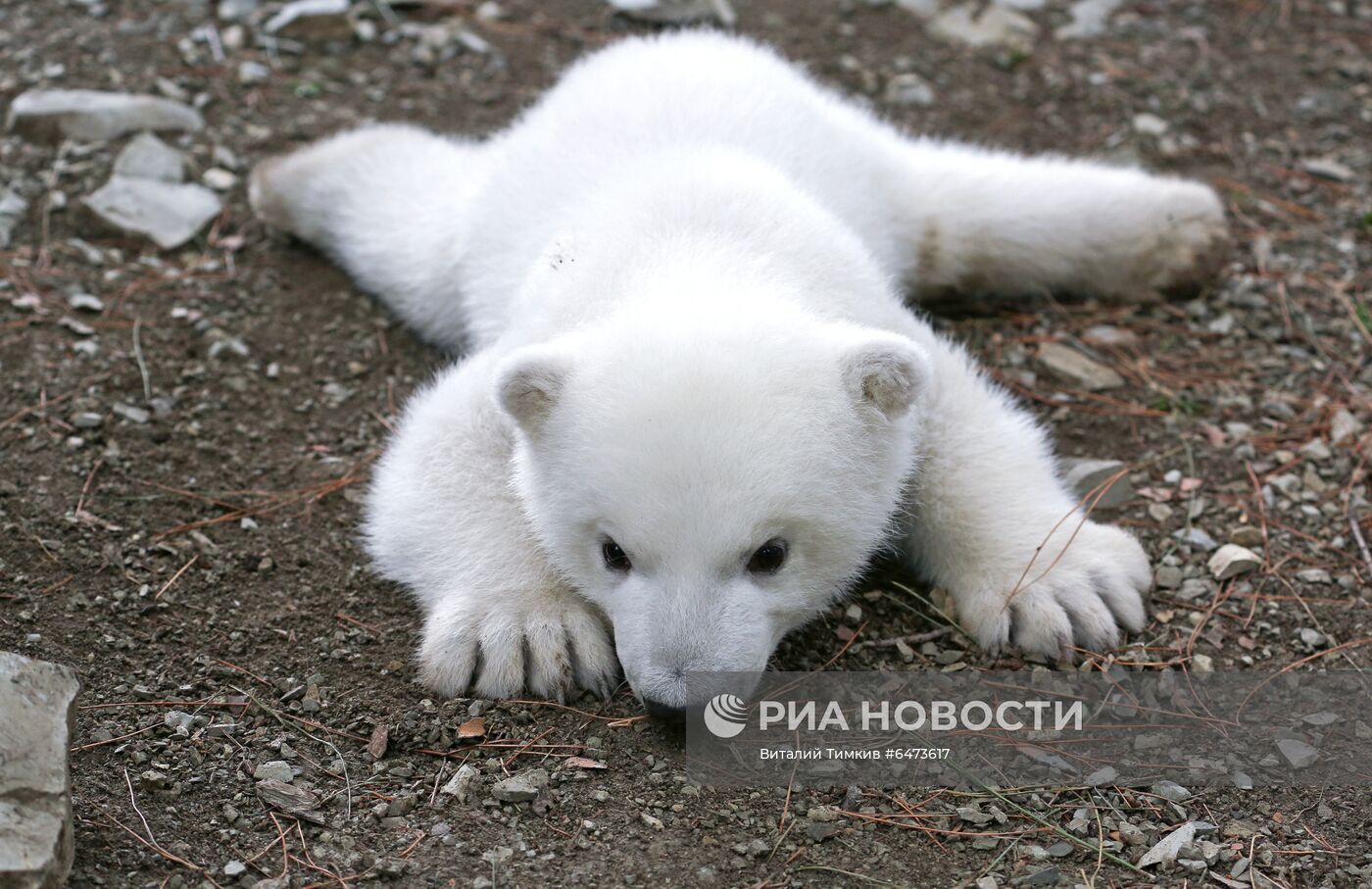 Белые медвежата в сафари-парке Геленджика