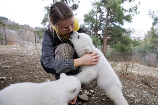 Белые медвежата в сафари-парке Геленджика