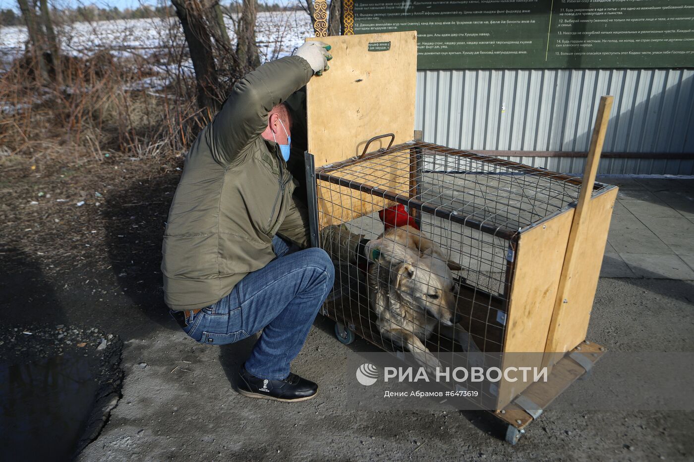 Отлов бездомных собак во Владикавказе