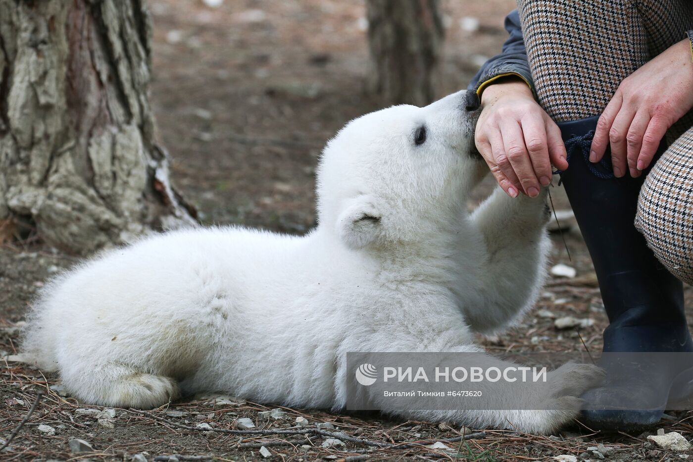 Белые медвежата в сафари-парке Геленджика