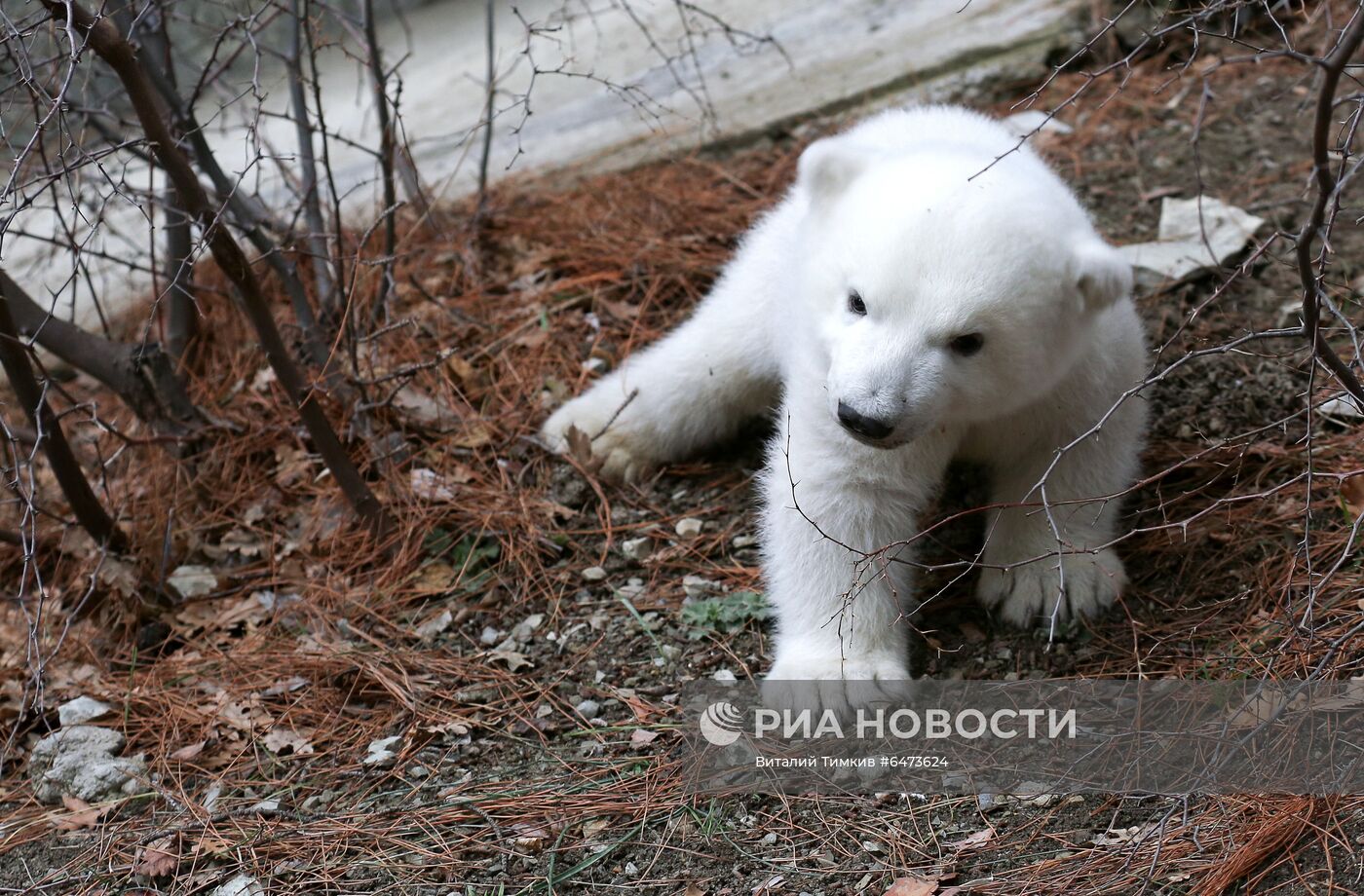 Белые медвежата в сафари-парке Геленджика