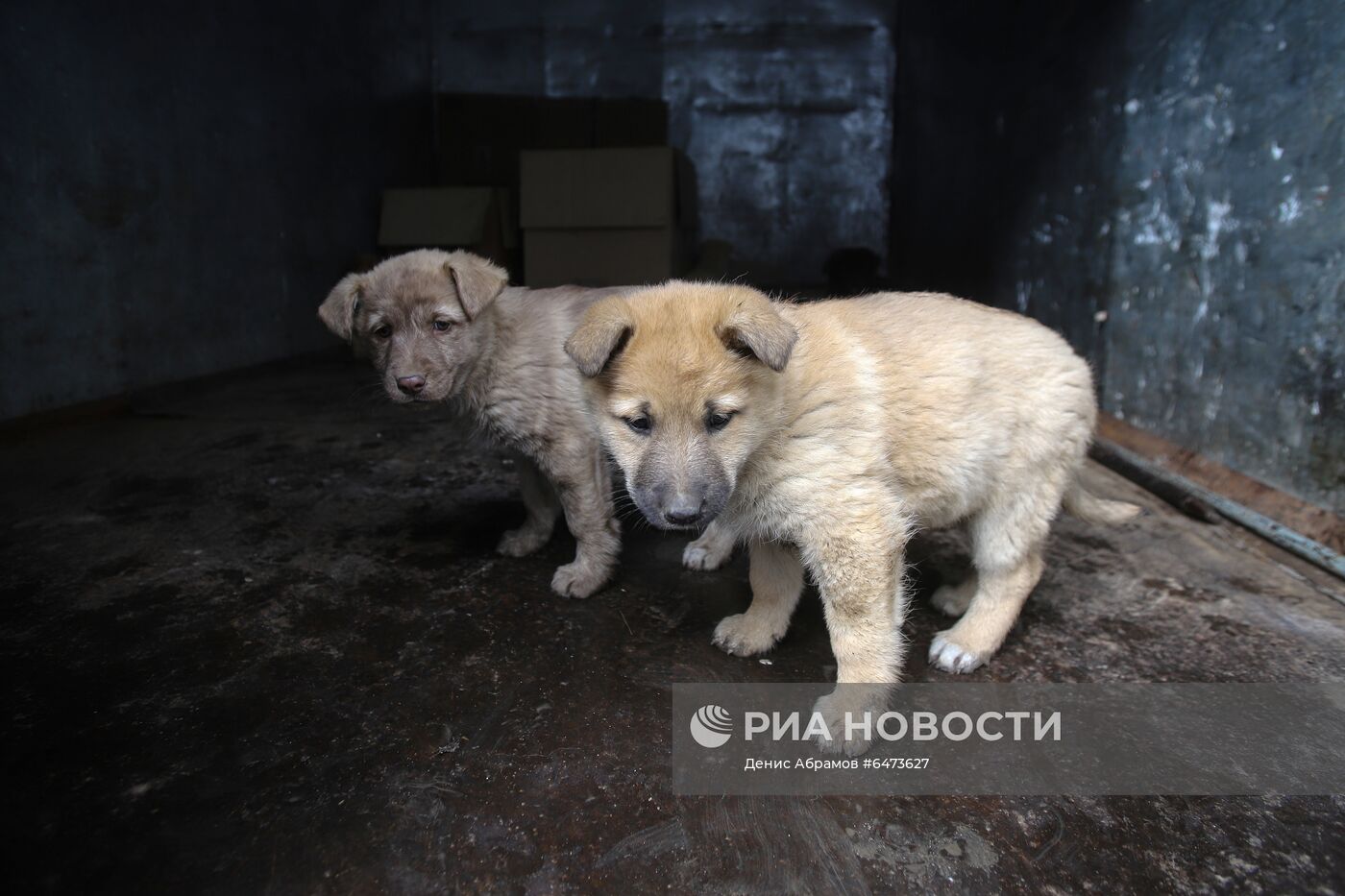 Отлов бездомных собак во Владикавказе