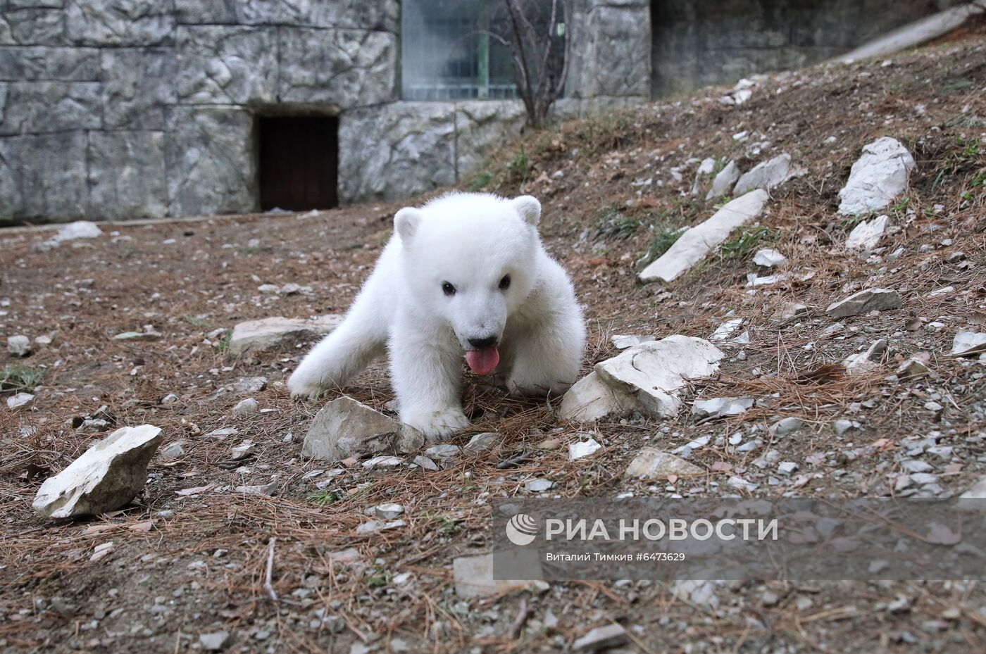 Белые медвежата в сафари-парке Геленджика