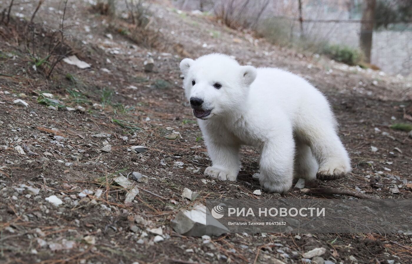 Белые медвежата в сафари-парке Геленджика