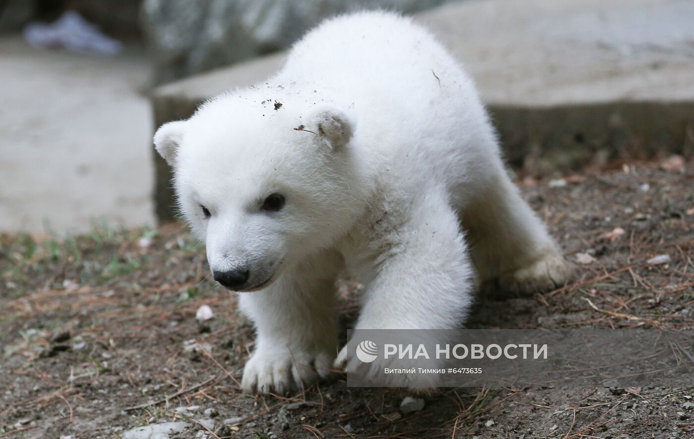 Белые медвежата в сафари-парке Геленджика