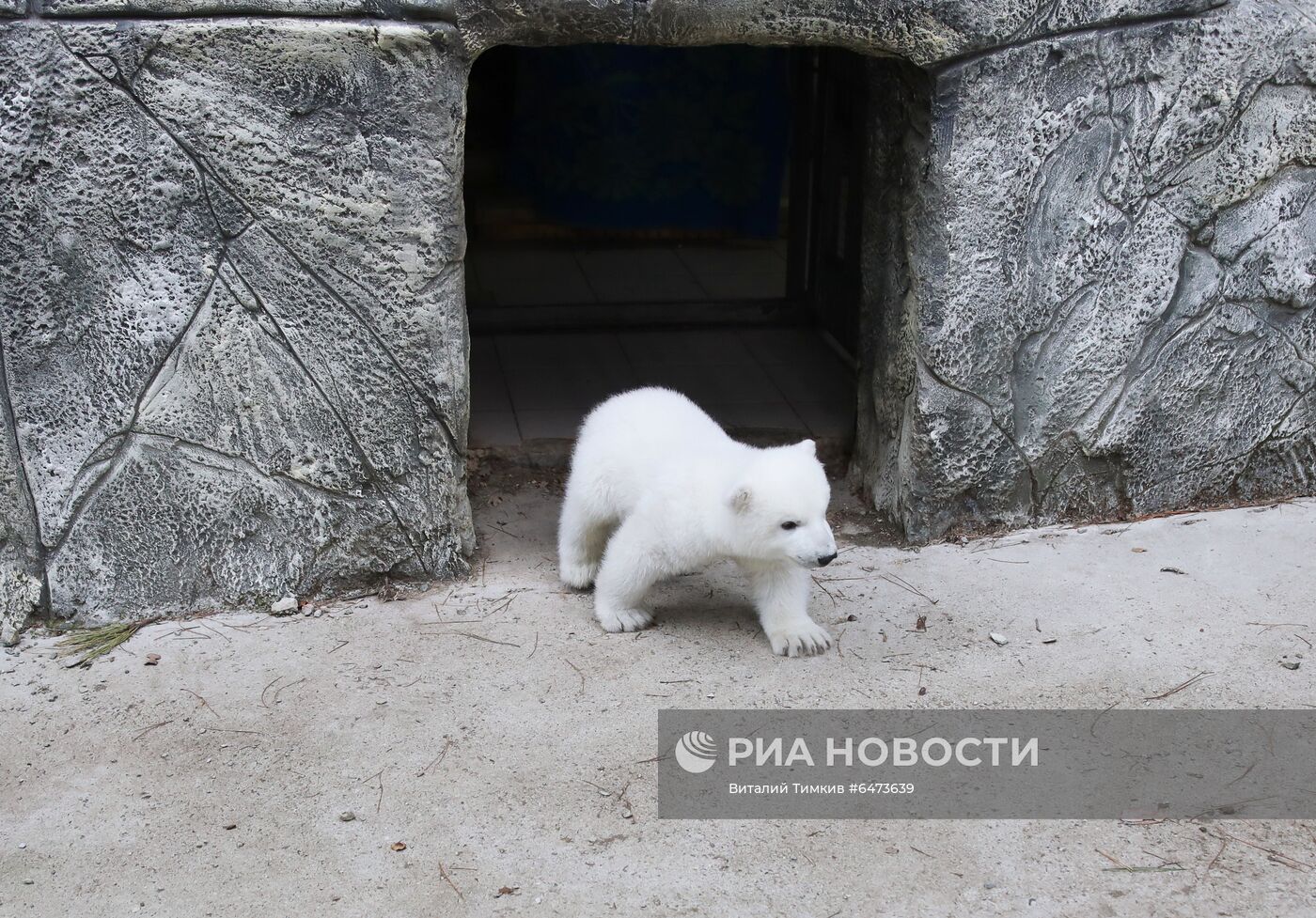 Белые медвежата в сафари-парке Геленджика