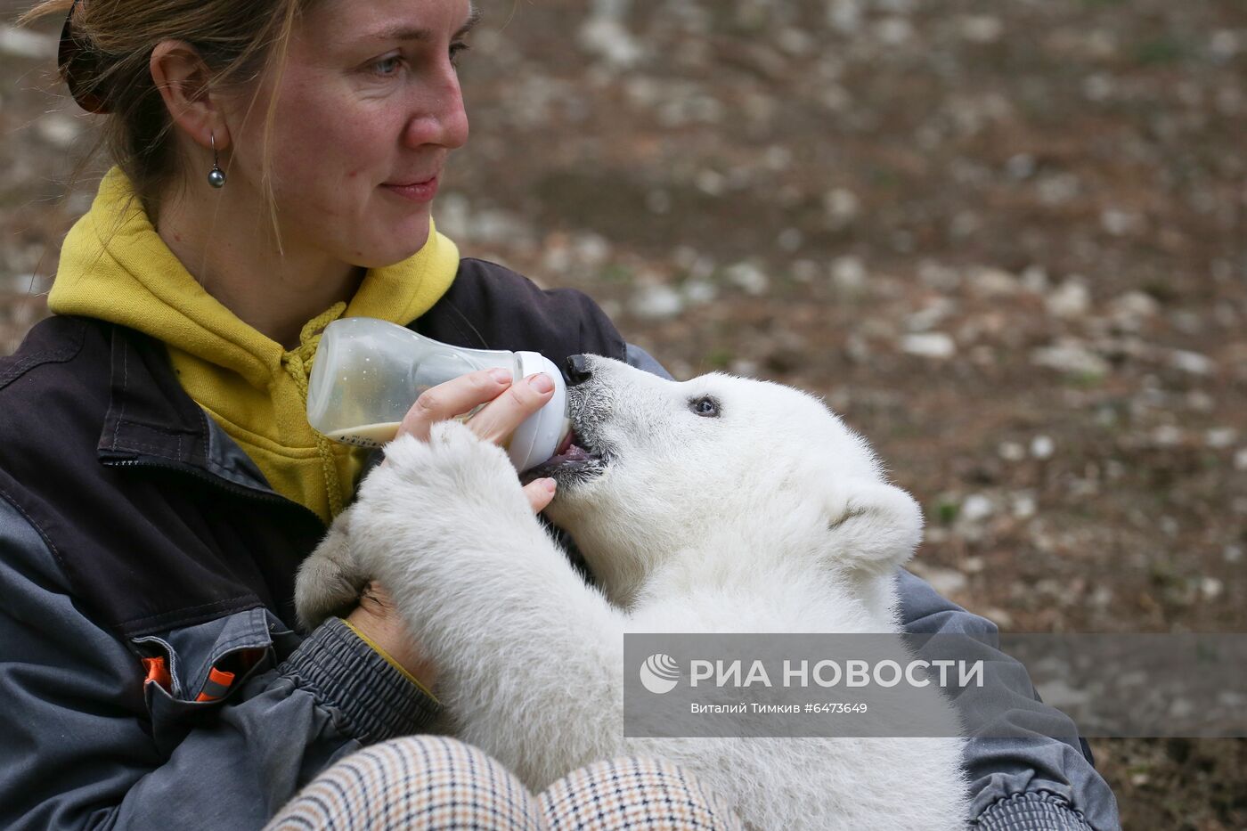 Белые медвежата в сафари-парке Геленджика