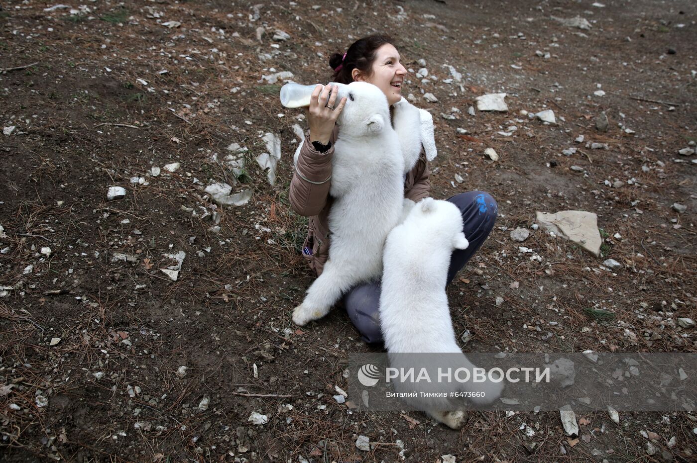 Белые медвежата в сафари-парке Геленджика