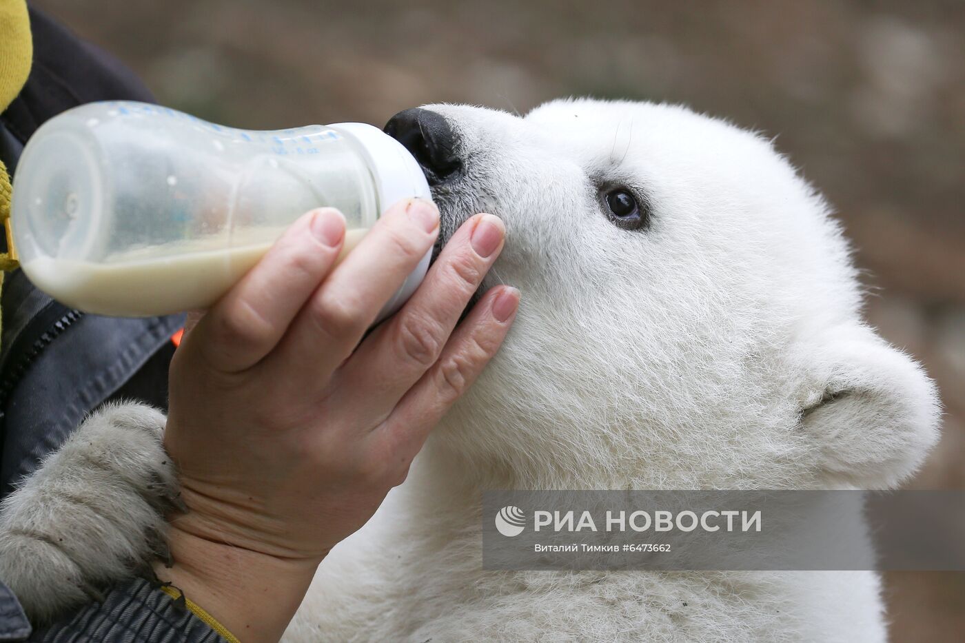 Белые медвежата в сафари-парке Геленджика