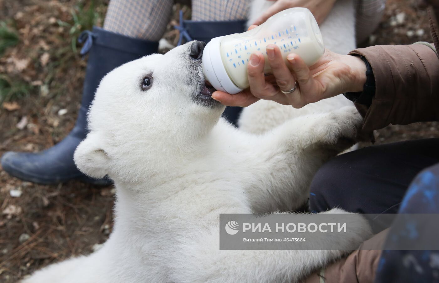 Белые медвежата в сафари-парке Геленджика