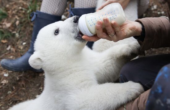 Белые медвежата в сафари-парке Геленджика