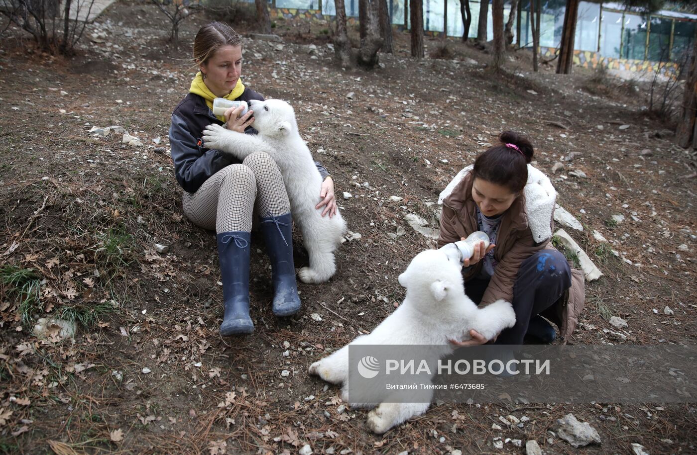 Белые медвежата в сафари-парке Геленджика