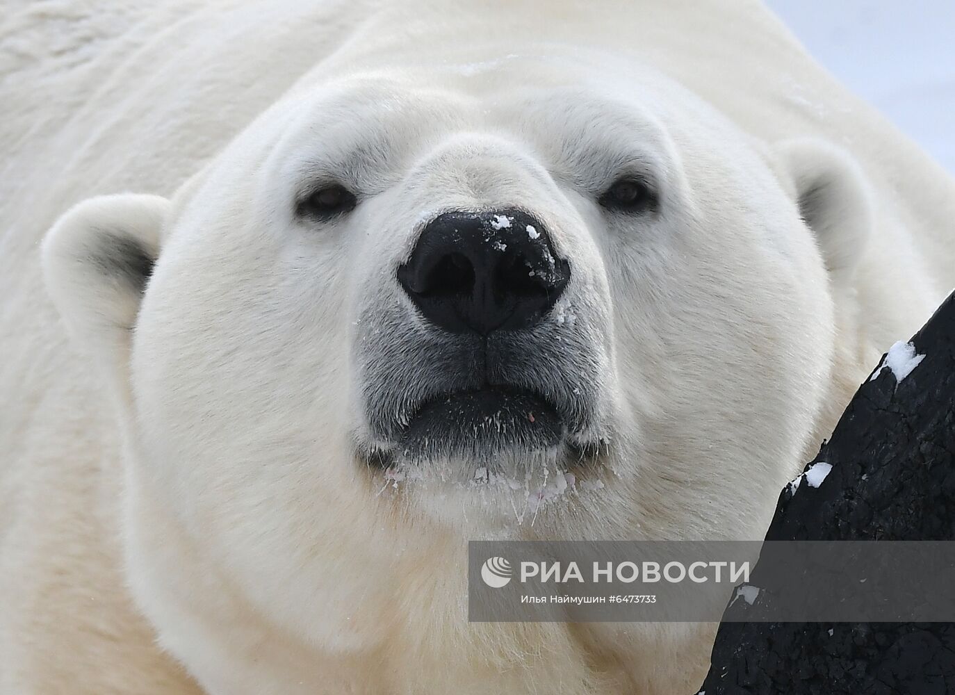 Празднование Международного дня полярного медведя в парке "Роев ручей"