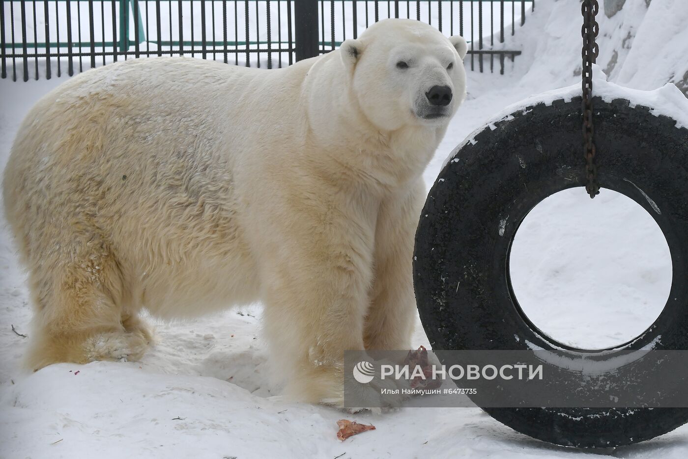 Празднование Международного дня полярного медведя в парке "Роев ручей"