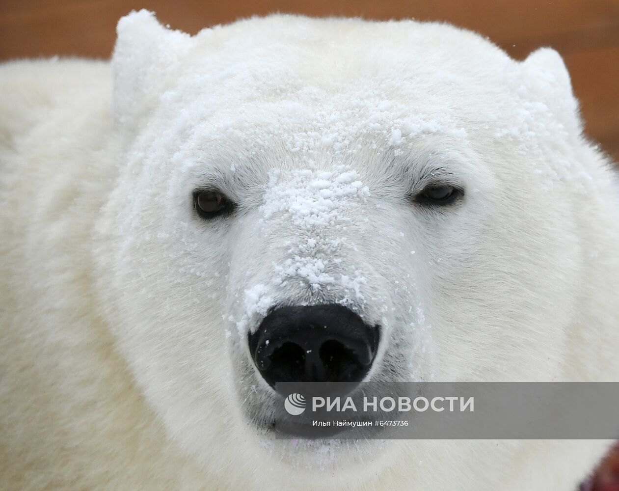 Празднование Международного дня полярного медведя в парке "Роев ручей"