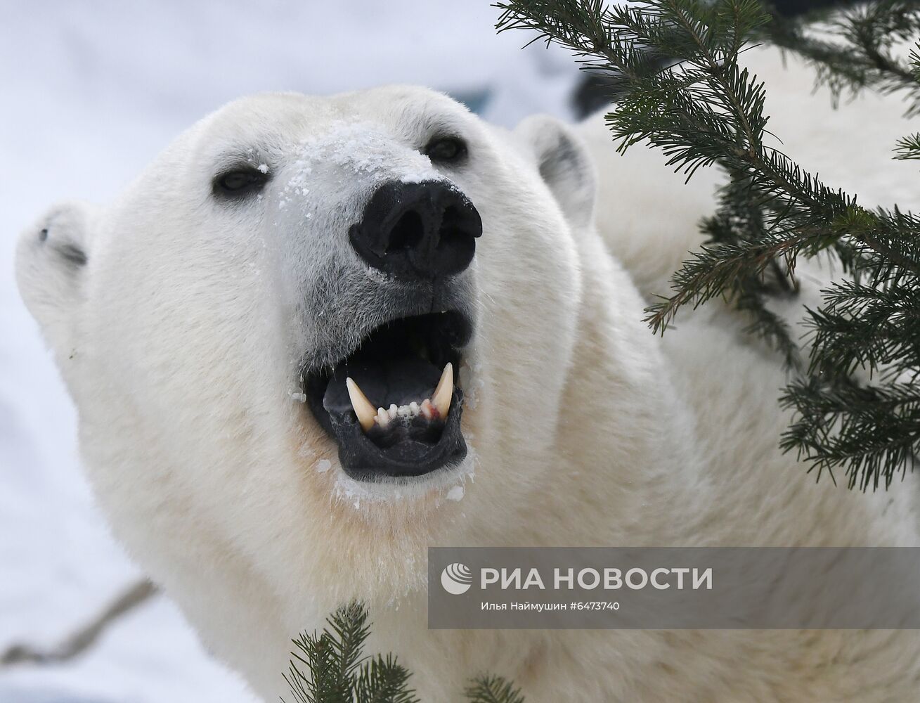 Празднование Международного дня полярного медведя в парке "Роев ручей"