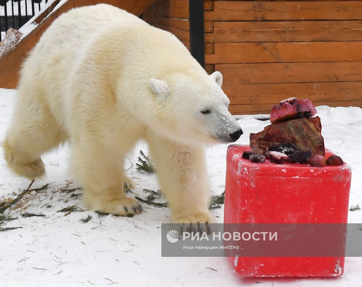 Празднование Международного дня полярного медведя в парке "Роев ручей"