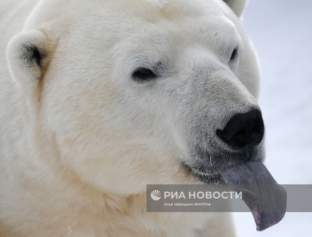 Празднование Международного дня полярного медведя в парке "Роев ручей"