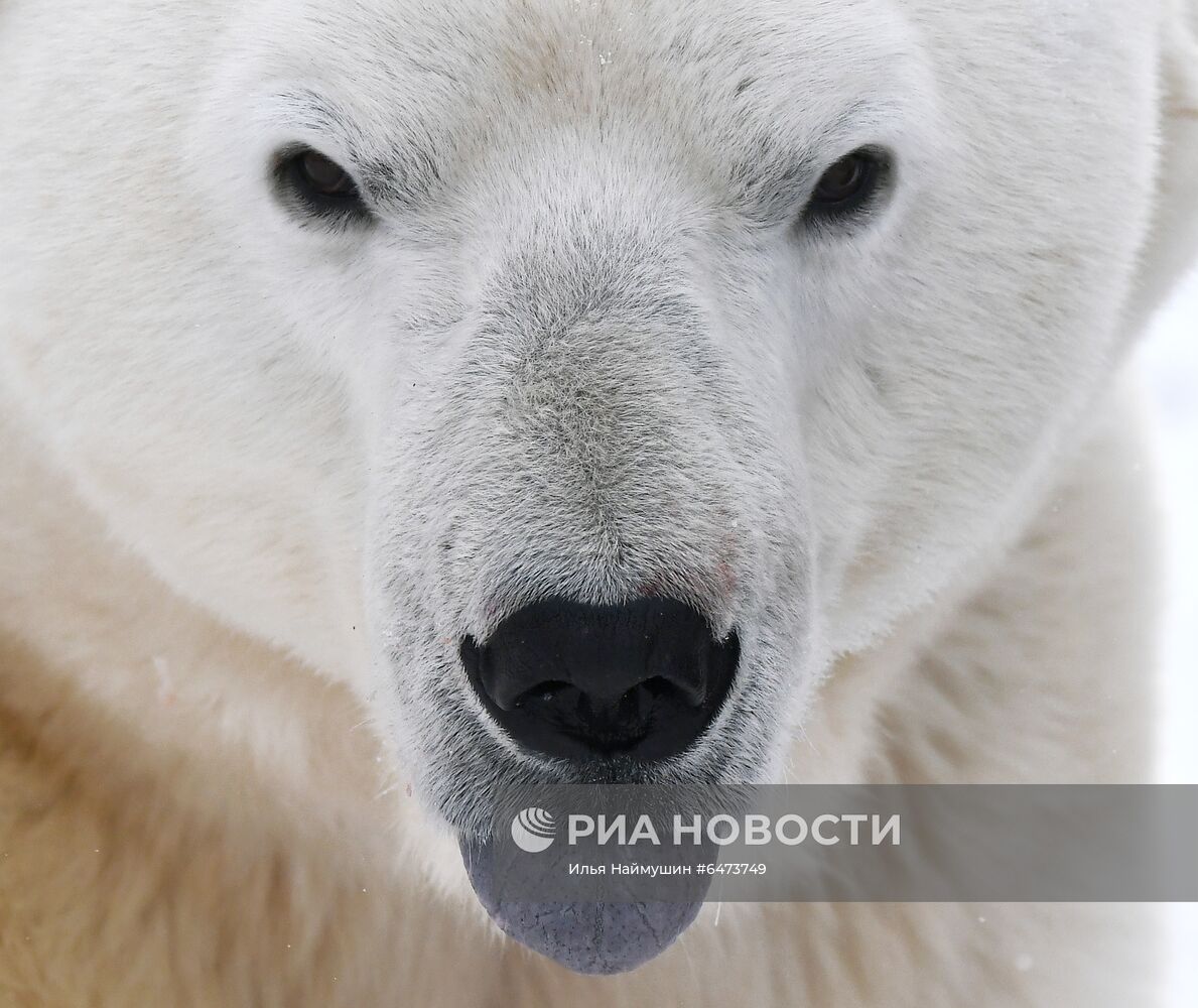 Празднование Международного дня полярного медведя в парке "Роев ручей"