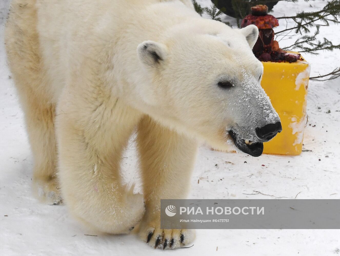 Празднование Международного дня полярного медведя в парке "Роев ручей"