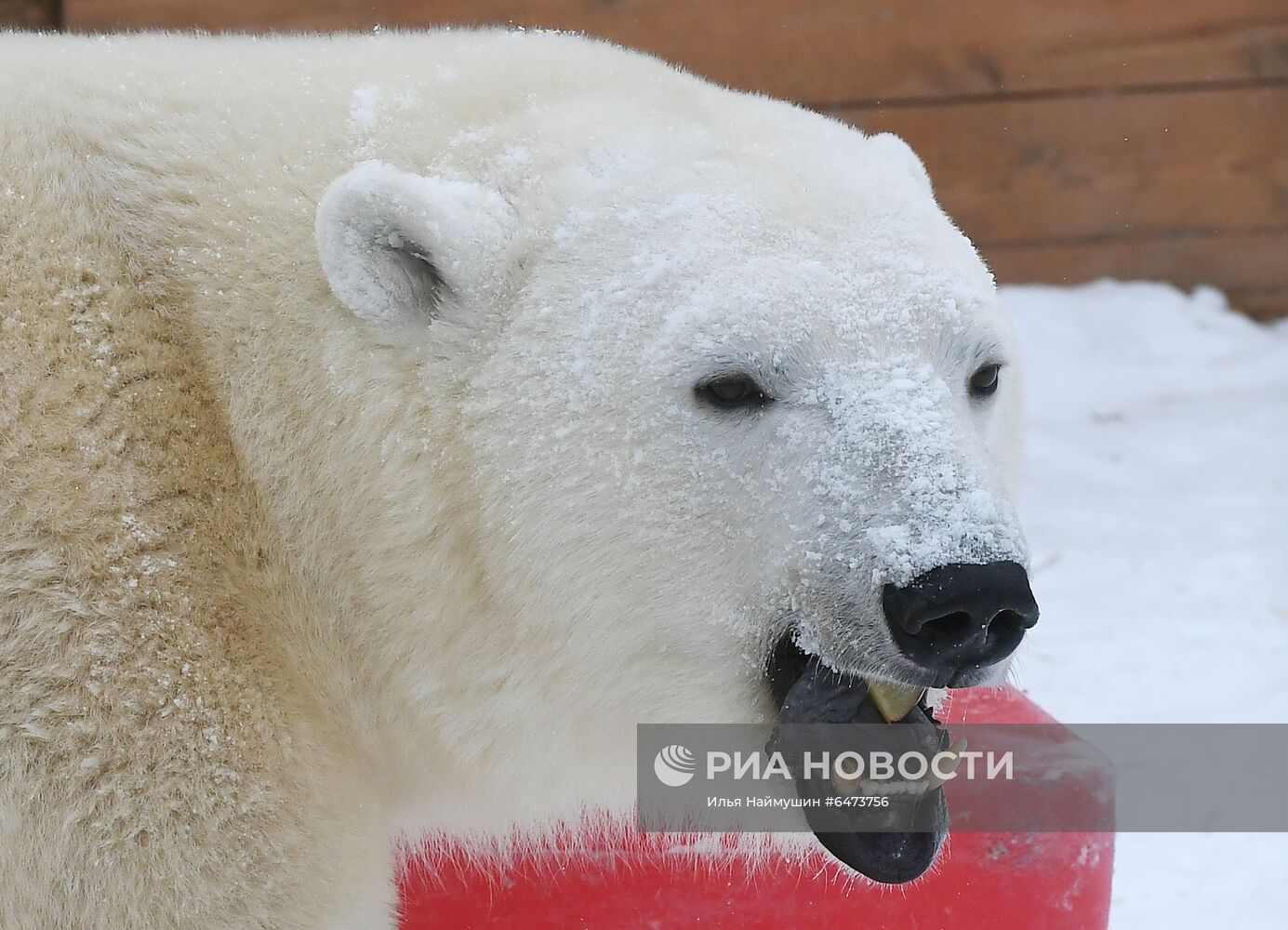 Празднование Международного дня полярного медведя в парке "Роев ручей"