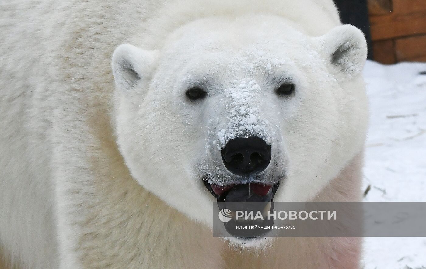 Празднование Международного дня полярного медведя в парке "Роев ручей"