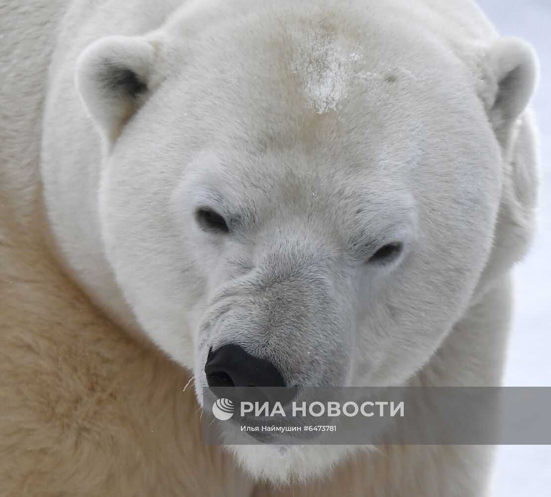 Празднование Международного дня полярного медведя в парке "Роев ручей"