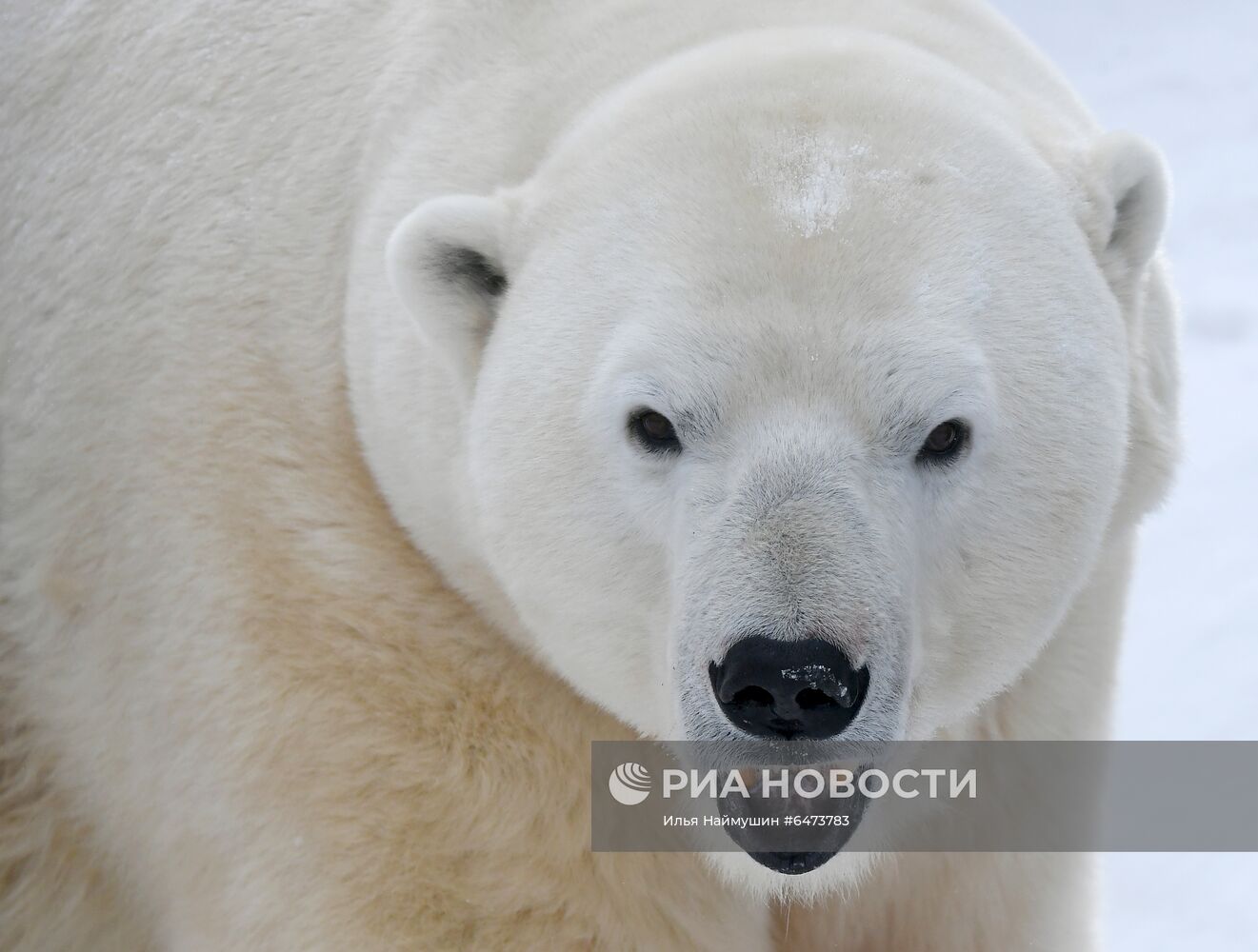 Празднование Международного дня полярного медведя в парке "Роев ручей"