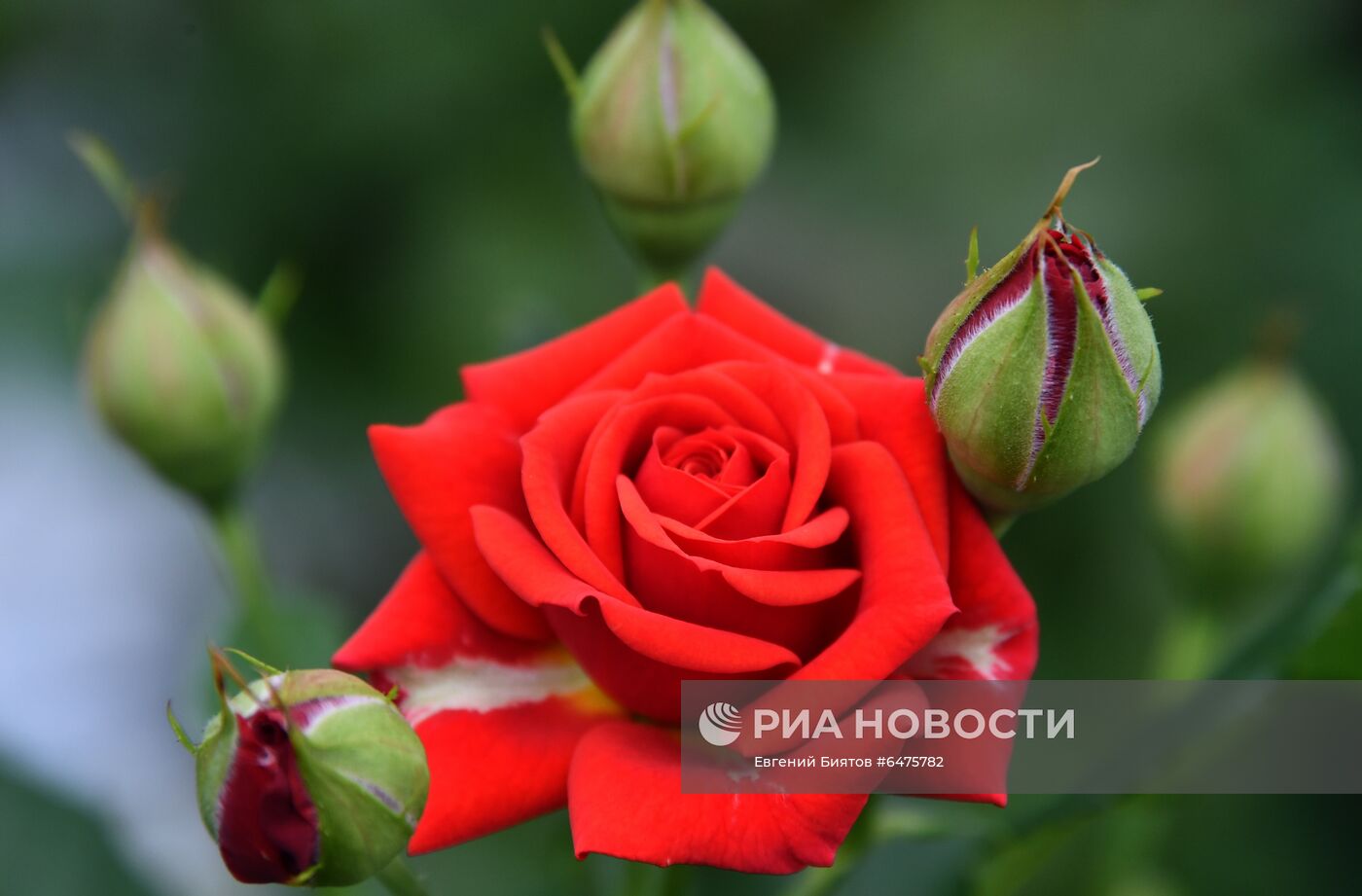 Выращивание цветов к Международному женскому дню