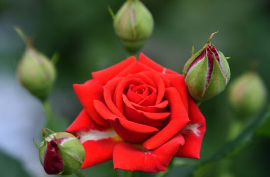 Выращивание цветов к Международному женскому дню 