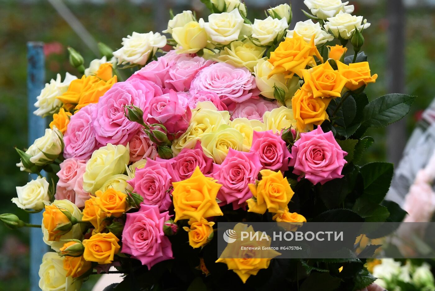 Выращивание цветов к Международному женскому дню