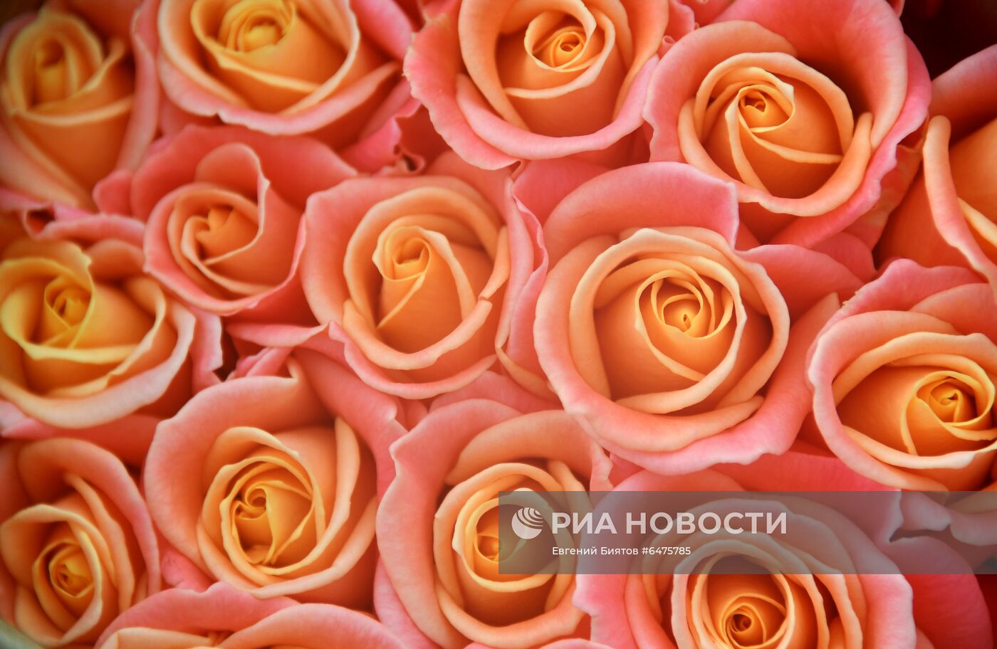 Выращивание цветов к Международному женскому дню