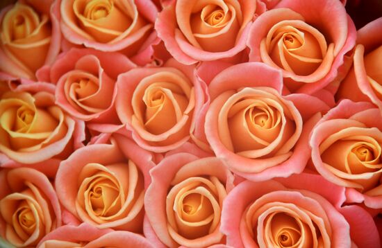 Выращивание цветов к Международному женскому дню 