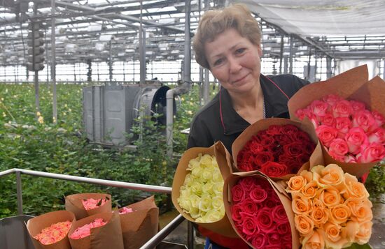 Выращивание цветов к Международному женскому дню 