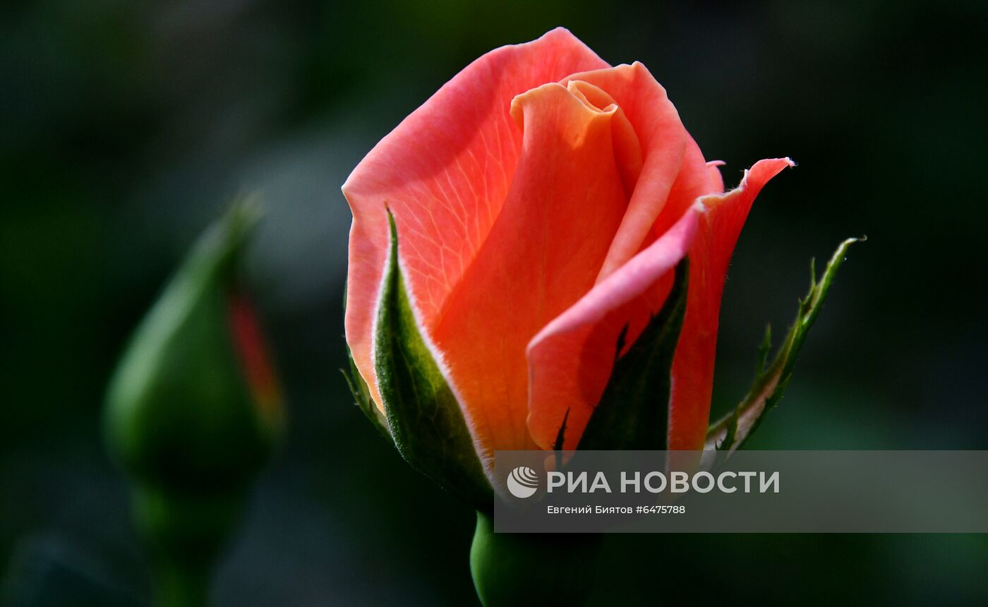 Выращивание цветов к Международному женскому дню