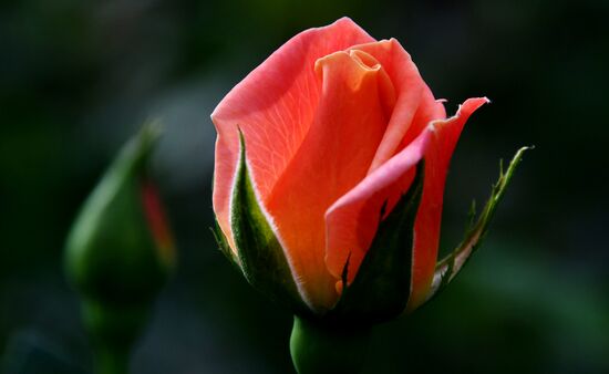 Выращивание цветов к Международному женскому дню 