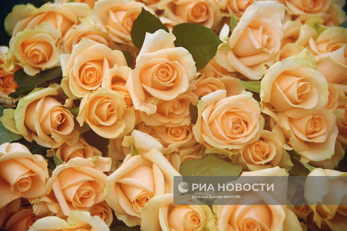 Выращивание цветов к Международному женскому дню