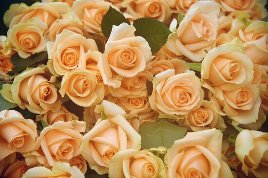 Выращивание цветов к Международному женскому дню 