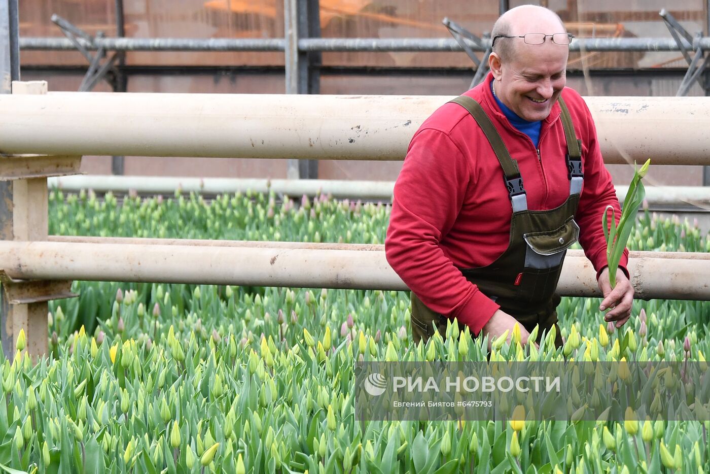 Выращивание цветов к Международному женскому дню