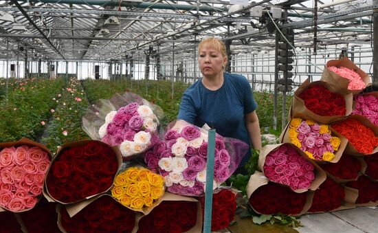 Выращивание цветов к Международному женскому дню 
