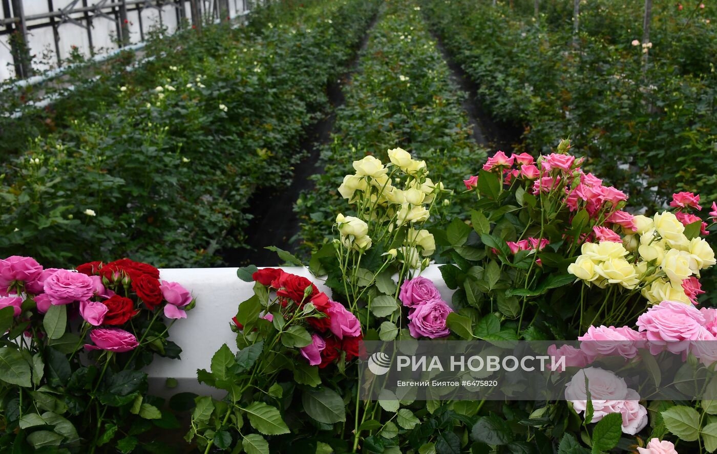 Выращивание цветов к Международному женскому дню