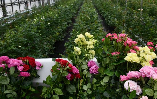 Выращивание цветов к Международному женскому дню 